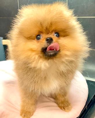 Pomerania Spitz Toy nano