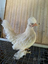 Galline nane bulgare