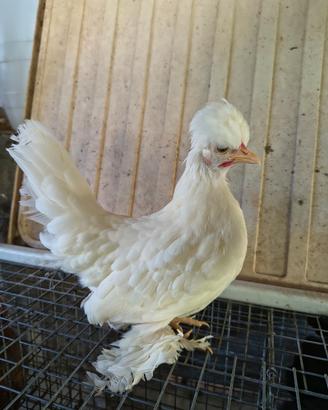 Galline nane bulgare