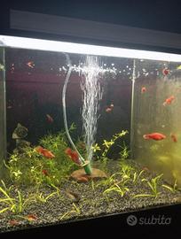 Platy corallo