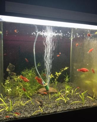 Platy corallo