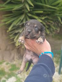 Pitbull tricolor