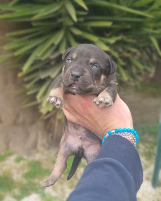Pitbull tricolor