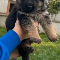 Cuccioli Pastore tedesco