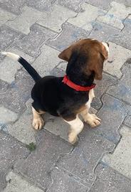 Cucciolo beagle