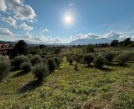 Terreno con 200 piante di ulivo in produzione