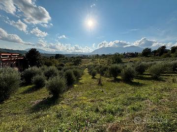 Terreno con 200 piante di ulivo in produzione