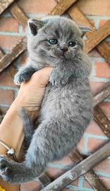 Gattini Scottish Fold and Straight con pedigree