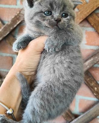 Gattini Scottish Fold and Straight con pedigree