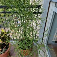 Grande Euphorbia Tirucalli