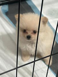 Spitz