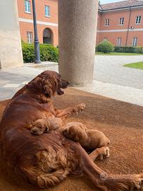 Cuccioli Setter Irlandese