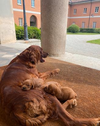 Cuccioli Setter Irlandese