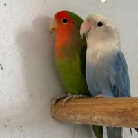 Coppia di Inseparabili