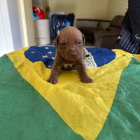 Cuccioli di american Pitt bull terrier