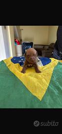 Cuccioli di american Pitt bull terrier