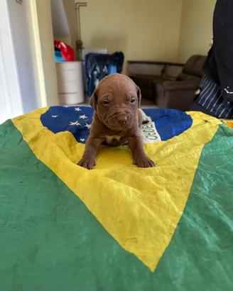 Cuccioli di american Pitt bull terrier