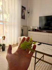 Insetto foglia