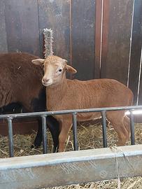 Agnello di pecora del camerun