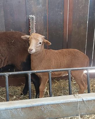 Agnello di pecora del camerun