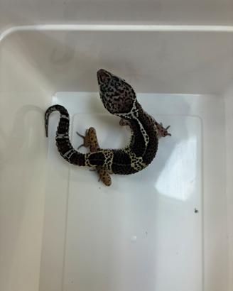 Geco leopardino Black Nigth