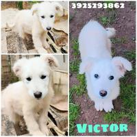 Cucciolo pastore maremmano