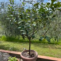 Limone