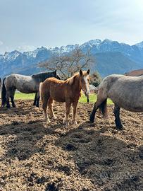 Puledro incrocio Norico