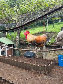 Gallo Olivegger