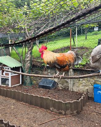 Gallo Olivegger