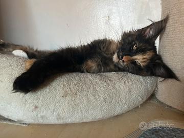 Cucciola Maine coon