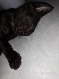Dolcissimo gattino