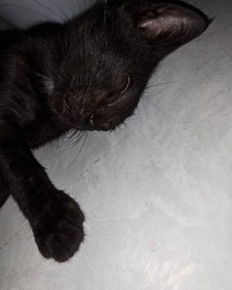 Dolcissimo gattino