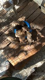 Cuccioli di segugio maremmano