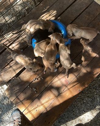 Cuccioli di segugio maremmano
