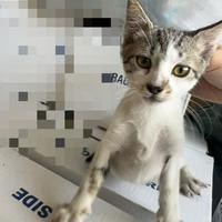 Gatto in adozione