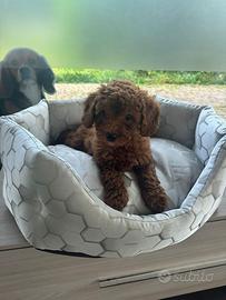 Barboncini toy e nani