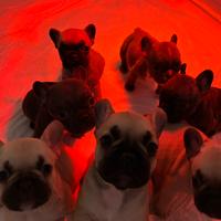 Cuccioli di Bulldog Francese disponibili