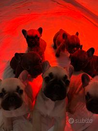 Cuccioli di Bulldog Francese disponibili
