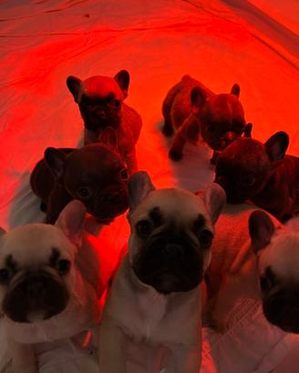Cuccioli di Bulldog Francese disponibili