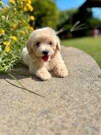 Maltipoo