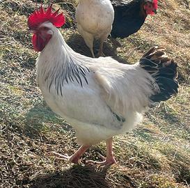 Gallo di Ermellinata di Rovigo