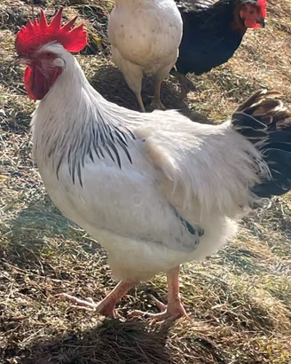 Gallo di Ermellinata di Rovigo