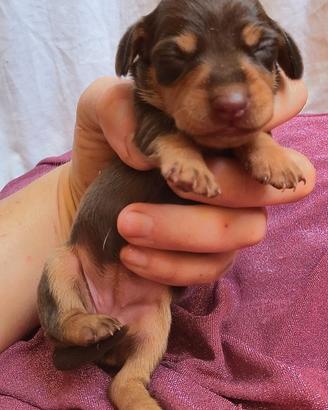 Cuccioli di bassotto cioccolato kaninchen
