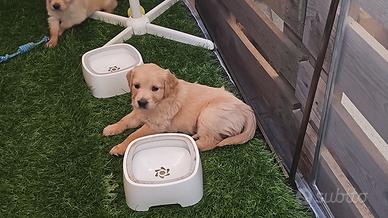 cucciola golden linea inglese 