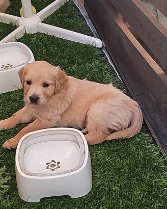 cucciola golden linea inglese 