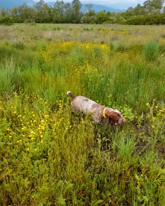 Spinone Italiano