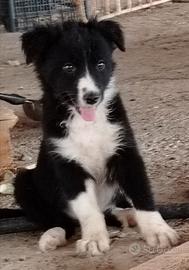 Border collie