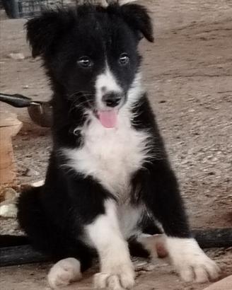 Border collie