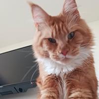 Maine coon maschio per monta